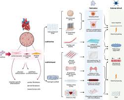 A more comprehensive reference on animal cell culture can be found in culture of animal cells: Cardiac Tissues From Stem Cells Circulation Research