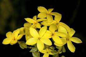 Image result for Sebaea