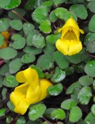 Image result for Impatiens gesneroidea