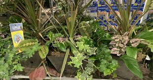Skip to main content learn more about important covidupdates and special hours. Houseplants W Self Watering Pots Only 18 99 At Costco Hip2save