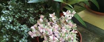When caring for the callisia repens 'pink lady' it is important to understand the plants watering and soil needs so that it can thrive better. Callisia Bolivian Jew Inch Plant Turtle Vine Callisia Repens Pink Lady