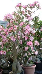 Quality was lousy like many others report. 440 Desert Rose Ideas Desert Rose Adenium Desert Rose Plant