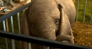 Feel free to like and subscribe! What The Dumbo Movie Can Teach Us About Life As A Circus Animal Livekindly