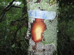 Image result for Maprounea