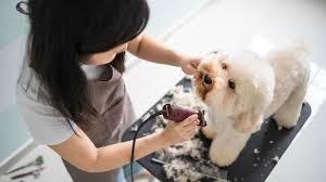 Sometimes or the other, the iets require healthy grooming. Instagram Tips To Attract New Customers Dog Grooming Salon