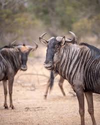 Image result for Schlechterella africana