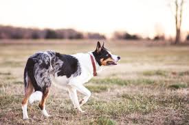 Unterschiedliche fahrtkosten, um den hund beim züchter zu besuchen und nachher abzuholen, sollten auch mit eingeplant werden. Der M Lokus Merle Beim Hund Hundefunde