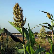 Image result for Sorghum bicolor