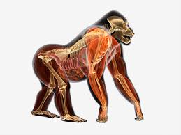 The 12 Animal Organ Systems And Their Functions