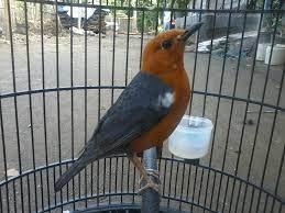 Pola Perawatan Burung Anis Merah Trotolan Yang Tepat Pola Merah Dan Jalak