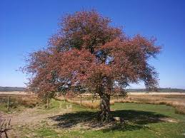 Image result for Crataegus