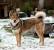 Fluffy Shiba Inu White