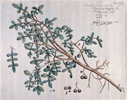 Image result for Rutaceae