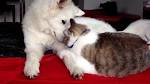 Do Samoyeds Get Along With Cats?