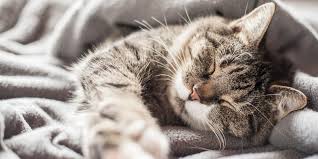 Cats are pretty well adapted for cold weather, but when the temperature dips below freezing they are susceptible to hypothermia and frostbite. Y3kelww9jmsplm
