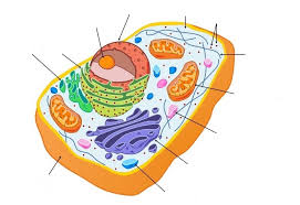 There are various organelles present within the cell and are classified into three categories based on the presence or absence of membrane. Animal Cell Organelles Diagram Quizlet