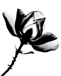 Positive X Ray Of Magnolia Blossom Magnolia Tattoo Xray Art Tattoos