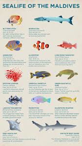 fish and sealife of the maldives kuoni travel