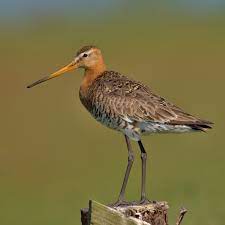 Check spelling or type a new query. Black Tailed Godwit Wikipedia