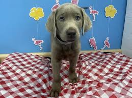Labrador Retriever Puppy Silver ID:20897 Located at Petland Batavia,  Illinois