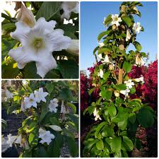 Image result for Beaumontia