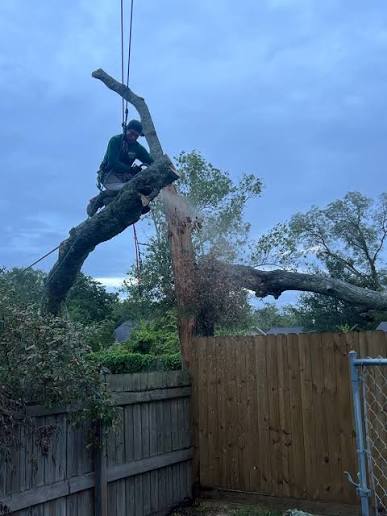A lot of homeowners already know the tree needs to come down. 💳 The hard part is figuring out when to finally deal with it. Greenway Tree Service now offers financing options