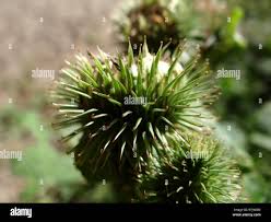 Image result for Scleria hispidula