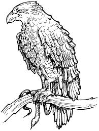 They prefer to settle in dense forests. Hawk Coloring Pages Best Coloring Pages For Kids