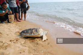Pesona lain yang ditawarkan oleh pulau serangan selain pusat konservasi dan pura, serangan juga namun bagi anda yang pemula sebaiknya tidak melakukan surfing di pantai ini karena ombaknya yang tinggi. Pergiat Pantau Pendaratan Penyu Di Melaka