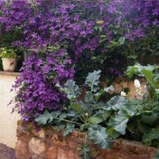 They grow and bloom best. Clematis Polish Spirit