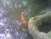 Image result for dali48