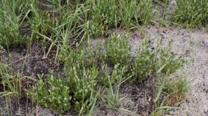 Image result for Diospyros chamaethamnus