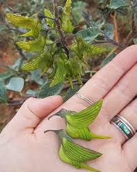 Image result for Crotalaria bernieri