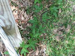 Jasmine nightshade, potato climber, potato climber vine, potato vine, white potato creeper. Vine With 3 To 5 Lobed Leaves