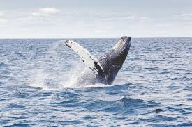 Humpback whales, species of whale found in antarctica. Humpback Whales Found To Compose New Communal Song Every Few Years