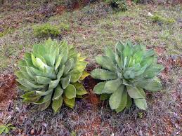 Image result for Agavaceae