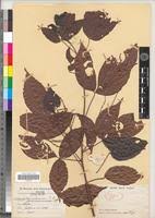 Image result for Allophylus africanus