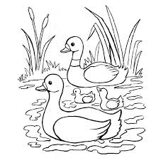 50 rubber duck coloring pages to print and color. Printable Duck Coloring Pages Coloring Home