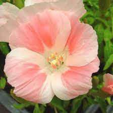 Godetia Peach Flowers Amazing Flowers Beautiful Flowers