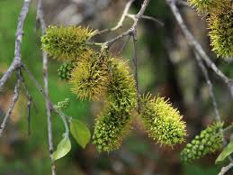 Image result for Viscum combreticola