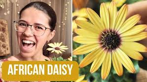 New Plant to Draw This June! ✏️ Meet the AFRICAN DAISY! 🌼