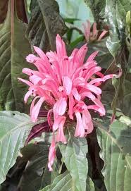 Image result for Justicia heterocarpa