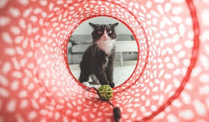 When you're considering the best cat toys for bored cats, you can't go wrong with balls. Get To Know The 10 Best Rated Cat Treat Dispenser Toys