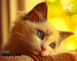 pin on صور قطط