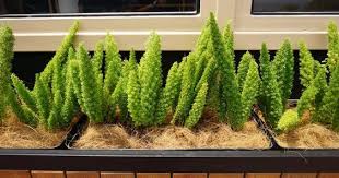 Ada dua kategori jenis tanaman hias, yakni daun dan bunga. 10 Jenis Tanaman Perdu Hias Untuk Percantik Halaman Rumah