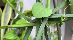Image result for Cissus petiolata