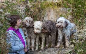 Es macht wirklich spaß mit. Lagotto Romagnolo Der Hund Insbesondere Der Lagotto Romagnolo Arbeitet In Symbiose Mit Dem Hundefuhrer Beim Truffel Suchen Und Beim Mantrailing