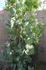 Monarchs In The Desert Milkweed Fall Plant Sale Check List Fall Plants Plants Milkweed