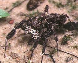The black widow, jumping spider and the lynx flying insects. Portia Fimbriata Wikipedia