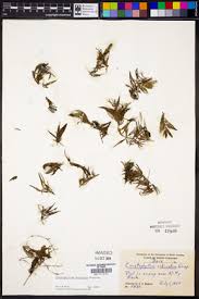 Image result for Ceratophyllum muricatum